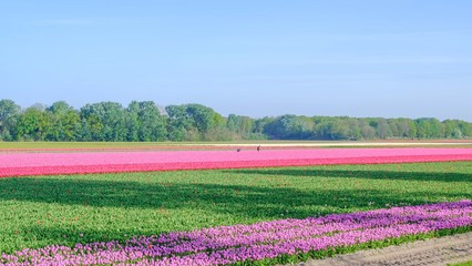 Blue sky and tulip field landscape, traditional dutch, Netherlands, Europe
