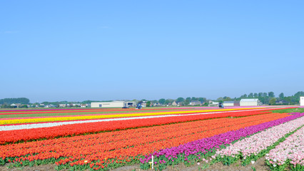 Blue sky and tulip field landscape, traditional dutch, Netherlands, Europe