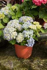 Hydrangeas (Hydrangea macrophylla) or Hortensia flowers  blossom in Yangming Mountain, Taiwan.