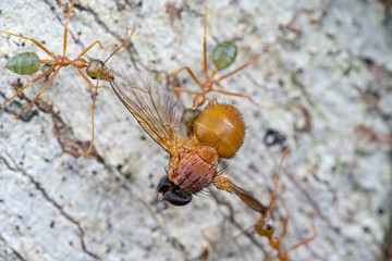 Green weaver ants, Oecophylla smaragdina, feeding on a fly