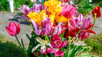 Blue sky and tulip field landscape, traditional dutch, Netherlands, Europe