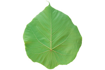 Closeup of tropical green leaf texture abstract on white background with clipping path