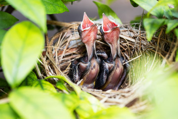 Hungry baby birds of Yellow vented bulbul begging for food in a nest on a tree