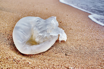 Jellyfish on the sand
