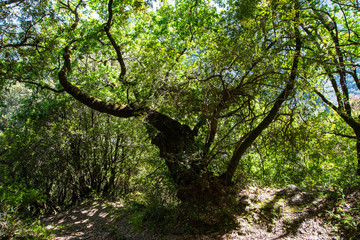 Aspromonte trekking national park Calabria Italy