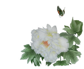 Watercolor with one large white flower peony on a branch and butterfly. Illustration executed in traditional chinese style.