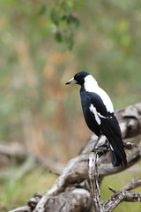 Obraz premium Vertical of Australian Magpie, Cracticus tibicen, perched
