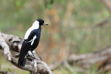Australian Magpie, Cracticus tibicen, perched