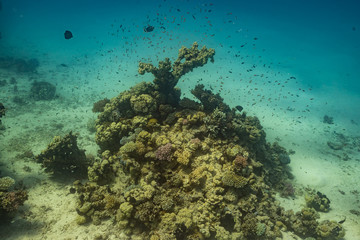 Fototapeta na wymiar Korallenriff
