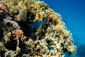 Plakat Korallenriff