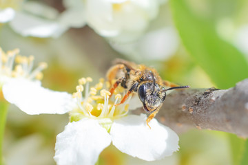 The wasp sits on a branch of a blossoming bird cherry. Summer closeup, insect closeup.