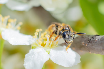 The wasp sits on a branch of a blossoming bird cherry. Summer closeup, insect closeup.