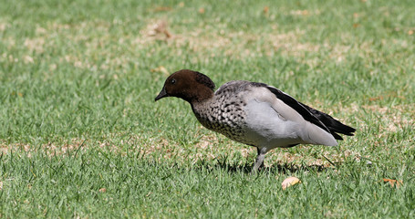 Male Australian Wood Duck, Chenonetta jubata