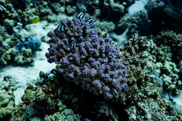 Obraz premium Makro Koralle mini Fische