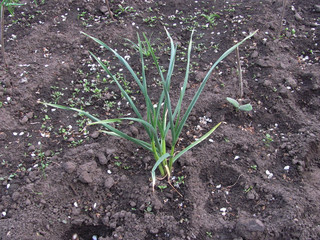 garlic grows on bare ground