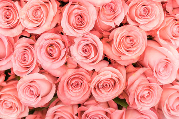 Background of pink orange and peach roses. Fresh pink roses. A huge bouquet of flowers. The best gift for women