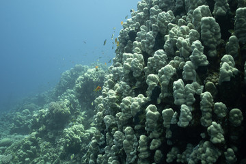 Naklejka na ściany i meble Panorama Korallenriff