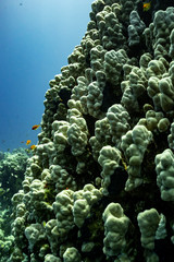 Panorama Korallenriff