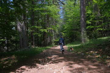 Promenade en forêt