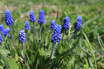  Muscari