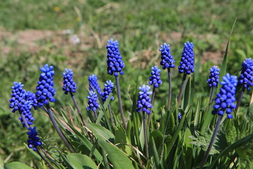  Muscari