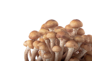 heap of stump mushrooms isolated on white background
