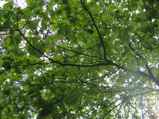 Fototapeta premium light comes through oak leaves