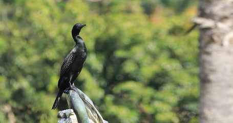 Little Black Cormorant, Phalacrocorax sulcirostris, perched