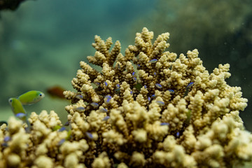 Naklejka na ściany i meble Makro Koralle