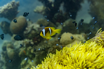 Naklejka na ściany i meble Rotesmeer Anemonen-fisch Nemo 