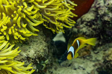 Fototapeta na wymiar Rotesmeer Anemonen-fisch Nemo 