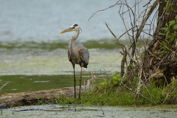 Great Blue Heron at Water's Edge