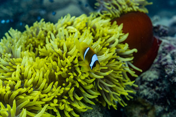 Naklejka na ściany i meble Rotesmeer Anemonen-fisch Nemo 