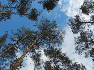 tall pine trees tops in blue sky
