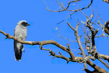 Masked Woodswallow, Artamus personatus, in tree