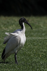 Vertical of Sacred Ibis, Threskiornis aethiopicus, relaxed