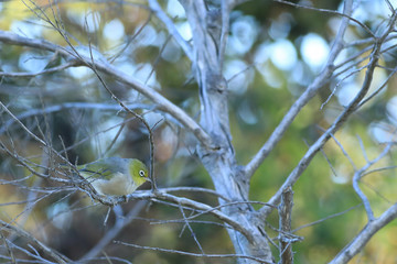 Sivereye, Zosterops lateralis in bushes