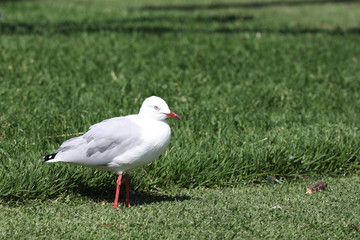 Silver Gull, Chroicocephalus novaehollandiae, close view