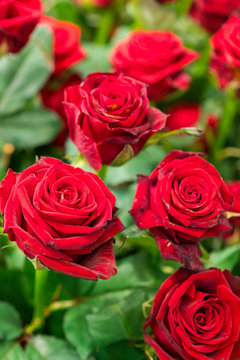 Fresh, natural red roses with green leaves. background. vertical photo