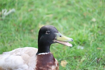 Ducks