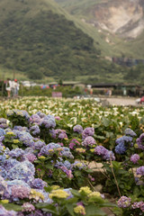Hydrangeas (Hydrangea macrophylla) or Hortensia flowers  blossom in Yangming Mountain, Taiwan.