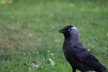 Crow in a park