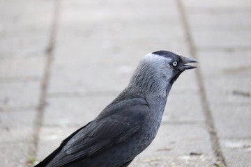 Crow in a park