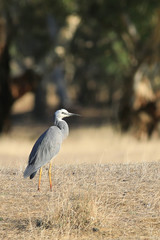 Vertical of White-faced Heron, Egretta novaehollandiae, standing