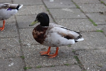 Ducks