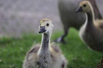 Young Goose 