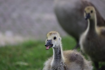 Young Goose 