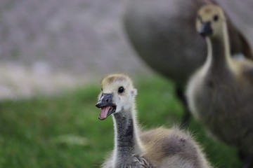 Young Goose 