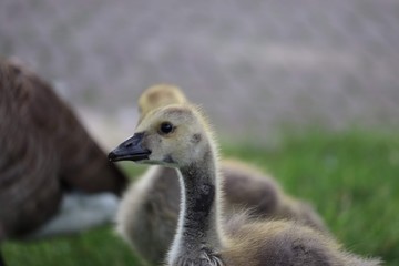 Young Goose 