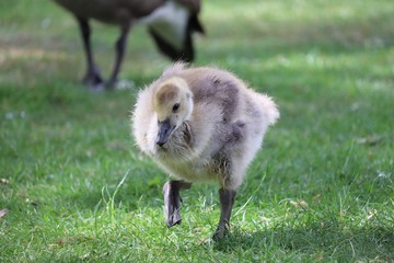 Young Goose 